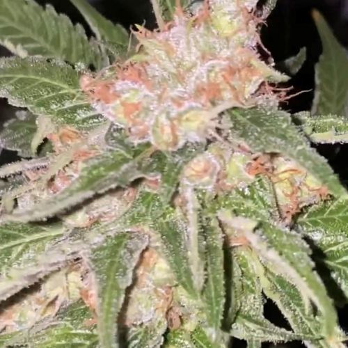 Creme a l’orange Cannabis Seeds By Dankhunters Seeds.Co