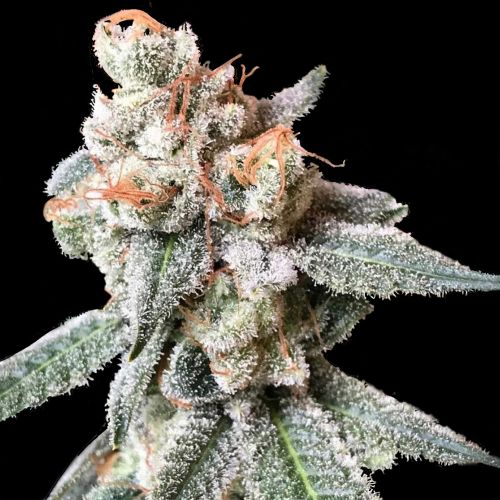 BT7 Female Cannabis Seeds by Crocket Family Farms