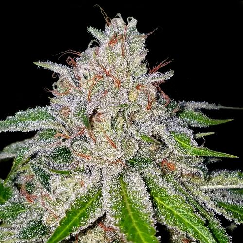 Cherry 18 Female Cannabis Seeds by Crockett Family Farms