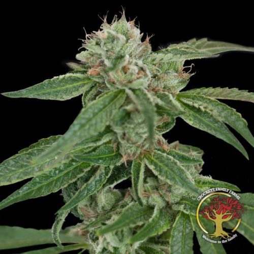 Crockett's Confidential Regular Cannabis Seeds by Crockett Family Farms