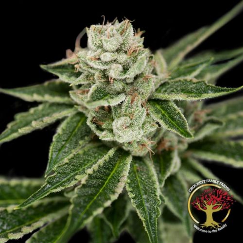 Crockett's Dawg Regular Cannabis Seeds by Crockett Family Farms