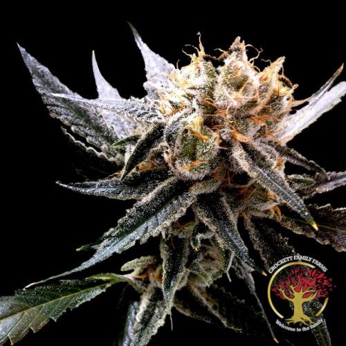 Crockett's Sour Tangie Regular Cannabis Seeds by Crockett Family Farms