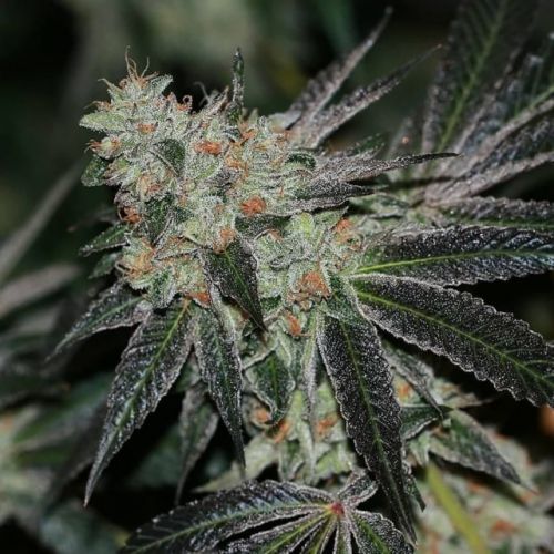 Crumbled Lime Regular Cannabis Seeds by Karma Squad