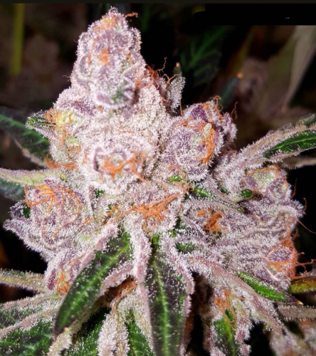 Purple Sunset Female Cannabis Seeds from Dank Genetics