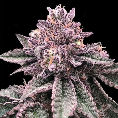 DNA Cake Female Cannabis Seeds By DNA Genetics (3 Seeds)