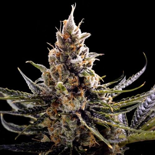 24K Gold Female Cannabis Seeds by DNA Genetics (3 Seeds)