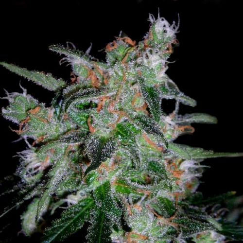 60 Day Lemon - Auto flowering Female Cannabis Seeds by DNA Genetics (3 Seeds)