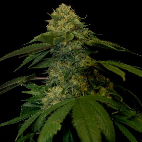 Holy Grail Kush Female Cannabis Seeds by DNA Genetics (3 Seeds)