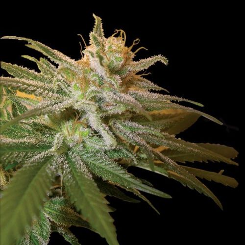 Kushberry Female Cannabis Seeds By DNA Genetics (3 Seeds)