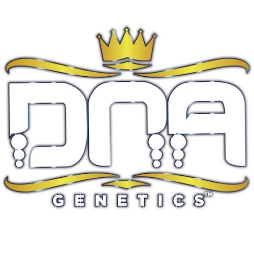 LA Chocolat Female Cannabis Seeds by DNA Genetics