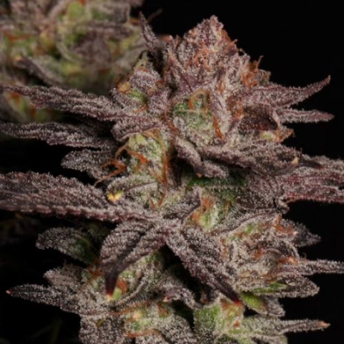 Don Quixote Cannabis Seeds by Emerald Mountain Legacy