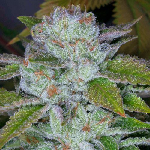 Face On Fire Regular Cannabis Seeds by Archive Seedbank
