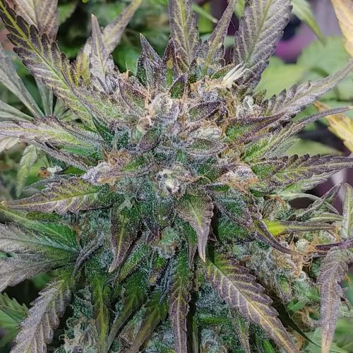 Flash Glue Regular Cannabis Seeds by GG Strains