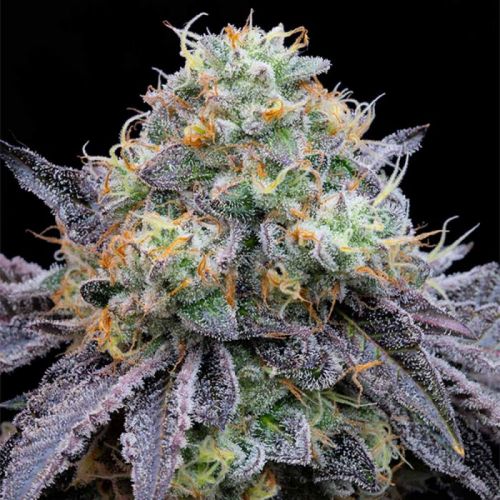Frootz Female Seeds by Grounded Genetics