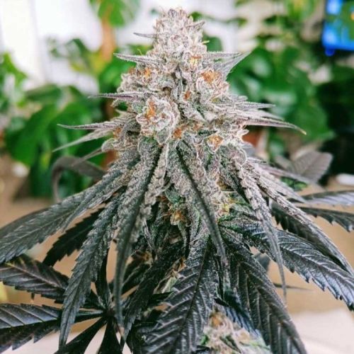 Frozen Female Cannabis Seeds by Conscious Genetics