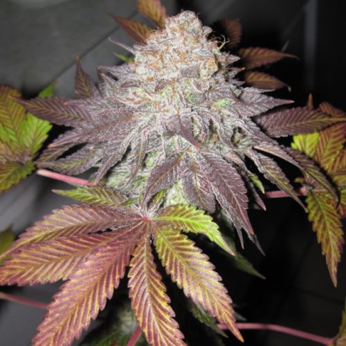 Fruit Cup - The Gold Line - Female Cannabis Seeds by The Cali Connection