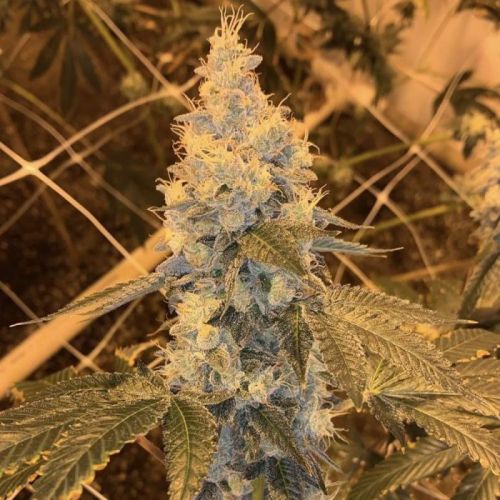 Garlic Grapes Regular Cannabis Seeds by Fidel's Seed Co