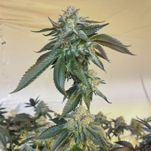 Gemelo Regular Cannabis Seeds by Fidel's Seed Co