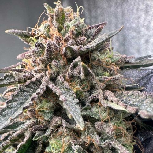 Pink Zhees Female Cannabis Seeds by Conscious Genetics