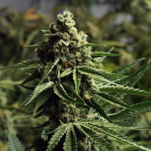 Ghost Train Haze #1 Female Cannabis Seeds by Rare Dankness