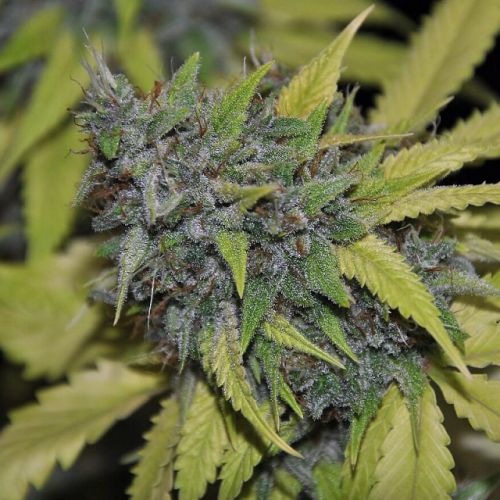 Grandaddy Confidential - Female Cannabis Seeds by Pheno Finder Seeds