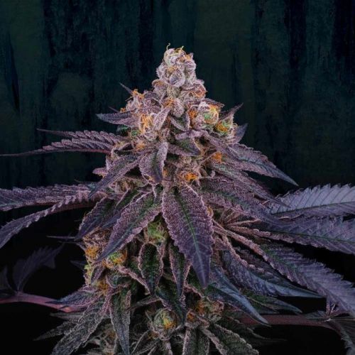 Granita Female Cannabis Seeds By Perfect Tree
