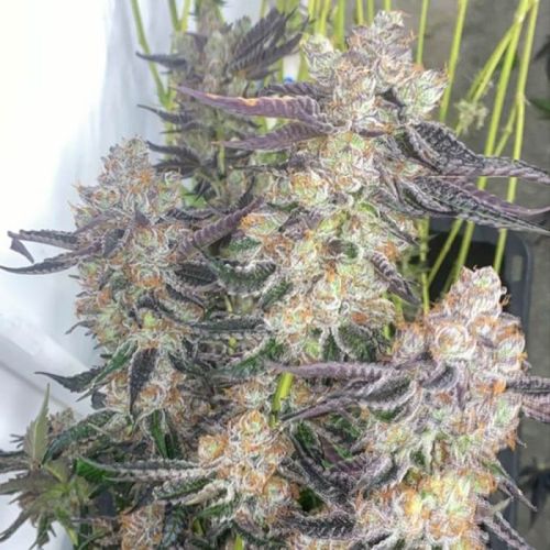 Greasy Grapes Regular Cannabis Seeds by Fidel's Seed Co