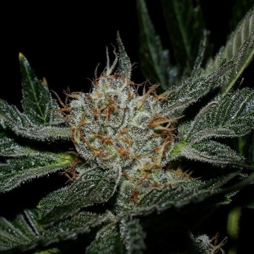 Grenadine Female Cannabis Seeds by Karma Genetics 