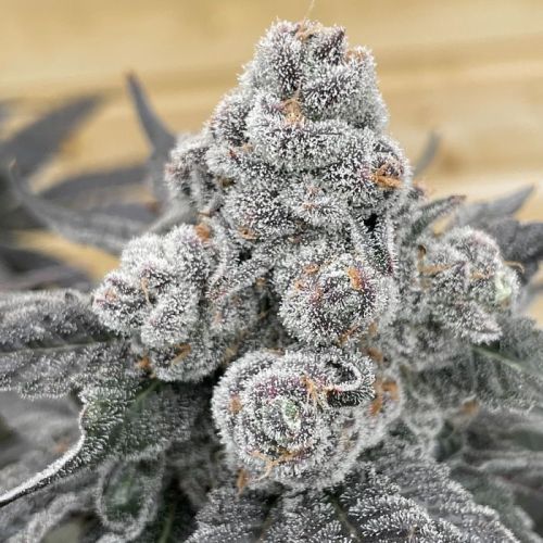 Strawberry Gummies Female Seeds by Grounded Genetics