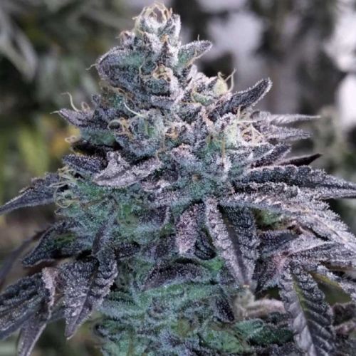 Guava Jelly Regular Cannabis Seeds by Grounded Genetics