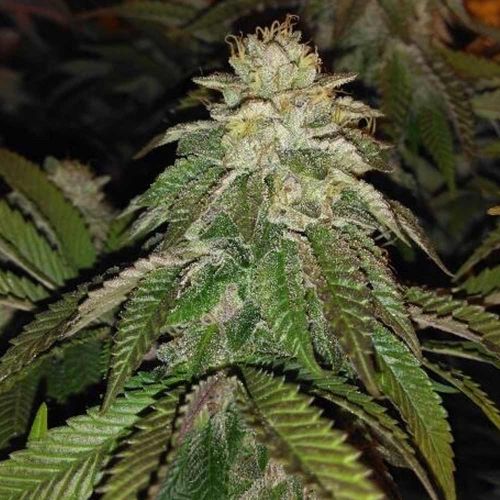 Hot Tropic Regular Cannabis Seeds by Oni Seed Co