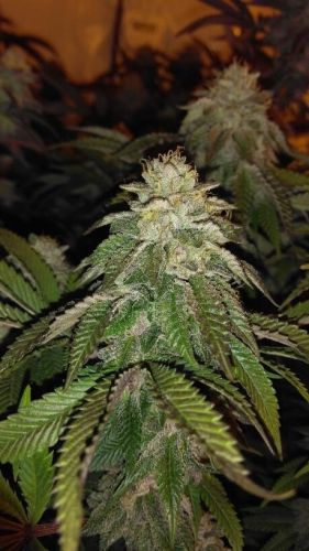 Hot Tropic Regular Cannabis Seeds by Oni Seed Co