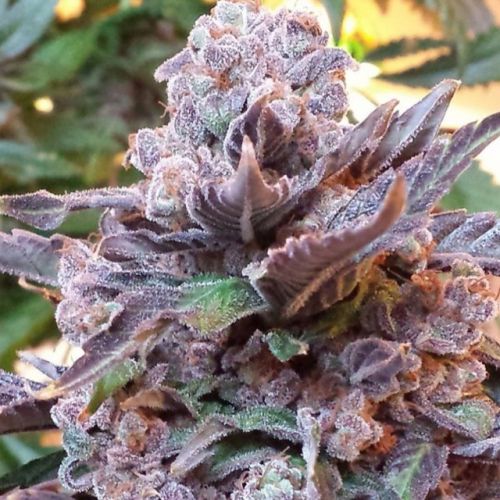Purple Strawberry Bliss Female Cannabis Seeds by PhenoFinder Seeds