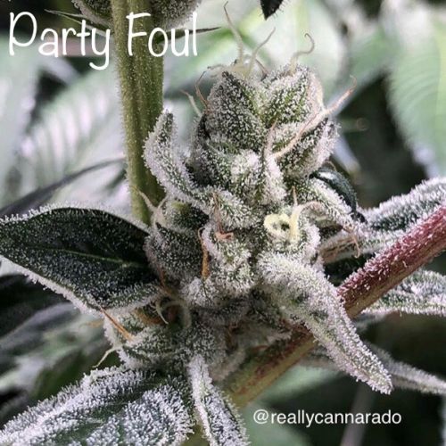 Party Foul Female Cannabis Seeds by Cannarado Genetics