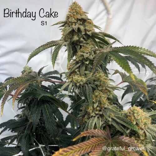 Birthday Cake S1 Female Cannabis Seeds by Cannarado Genetics