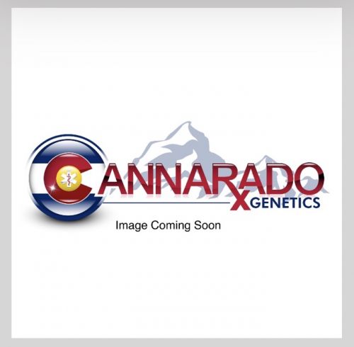 Dubble Sundae Female Cannabis Seeds by Cannarado Genetics