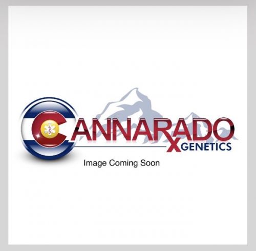 Birthday Cake S1 Female Cannabis Seeds by Cannarado Genetics