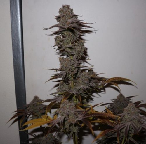 Purple Strawberry Sherbert Female Cannabis Seeds by PhenoFinder Seeds