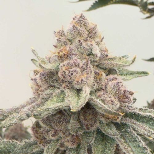 Jelly Cat Female Cannabis Seeds by Mosca Seeds