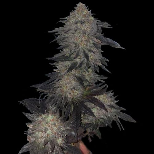 Jetlag Female Cannabis Seeds by The Plug Seedbank