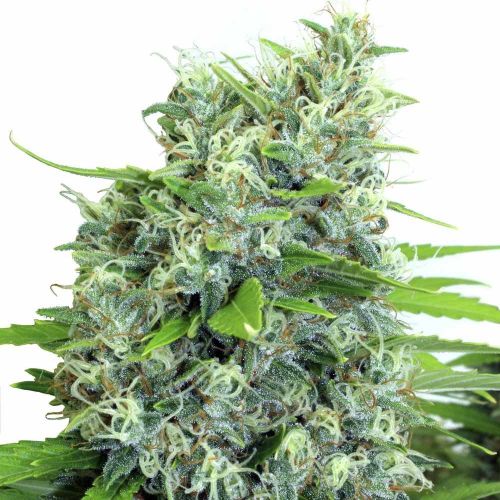 Kali-Bubba Regular Cannabis Seeds by Serious Seeds