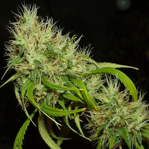 A5Haze S1 Female Cannabis Seeds by Karma Genetics Southern Haze Collective