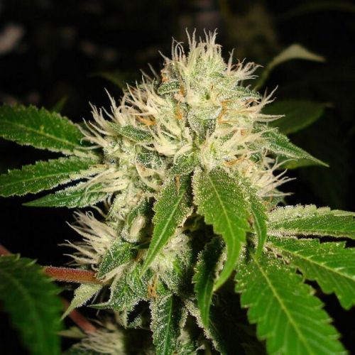 White OG S1 Female Cannabis Seeds by Karma Genetics