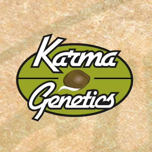 Mochiesel Regular Cannabis Seeds by Karma Genetics