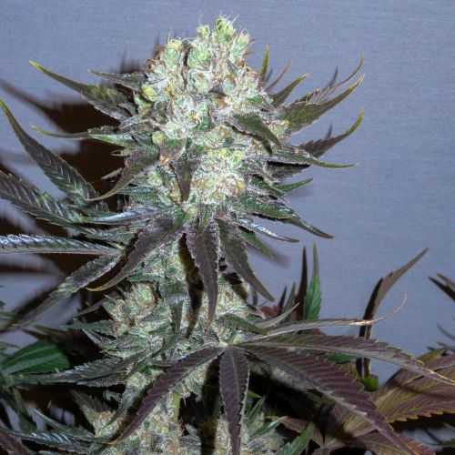 Killer Glue Female Cannabis Seeds by Little Chief Collabs