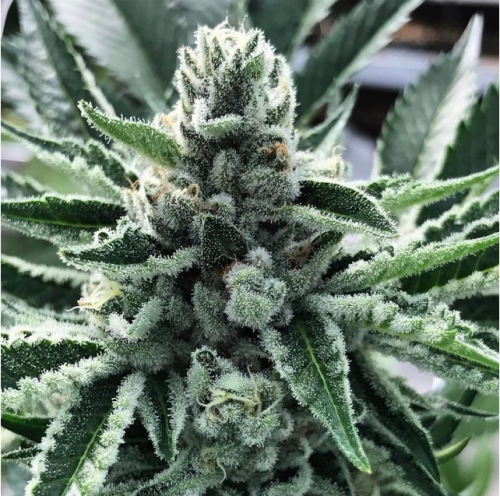 King Mamba Female Cannabis Seeds by Cali Kush Farms