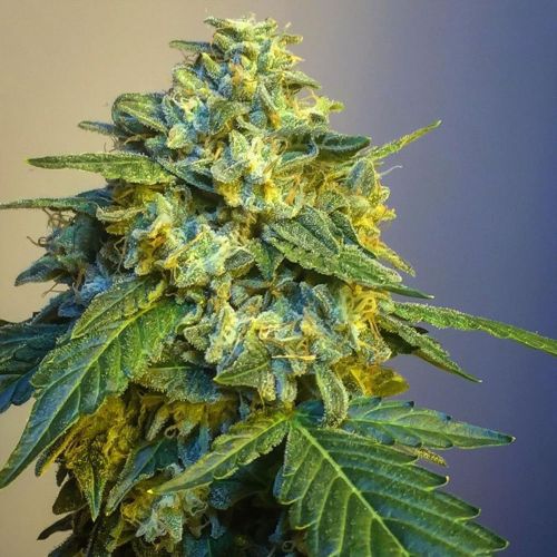 Knightbridge OZ Regular Cannabis Seeds by Lady Sativa Genetics