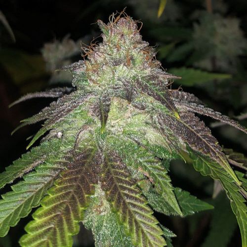 Kuntz Cannabis Seeds by Pheno Finder Seeds