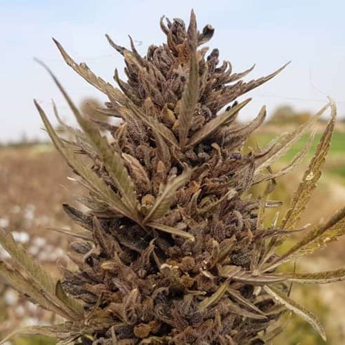 Kushkak Regular Cannabis Seeds by Afghan Selection