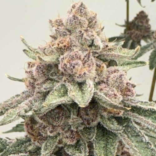 Lane 8 Female Cannabis Seeds by Mosca Seeds